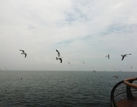 海浪 海鸥