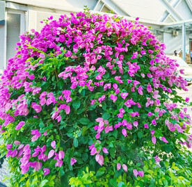 叶子花