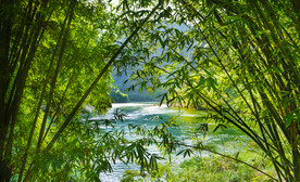 夏季竹林