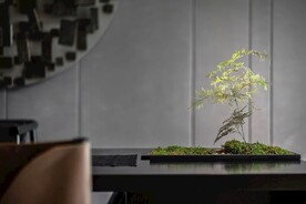 室内盆栽