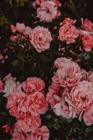 鲜花盛开