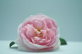 一朵鲜花