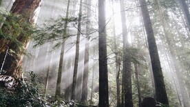 树林森林树木