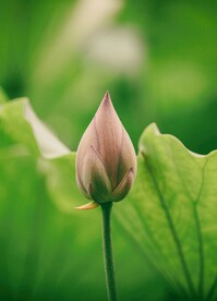 荷花特写