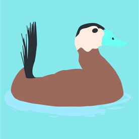 鸭子矢量素材插画