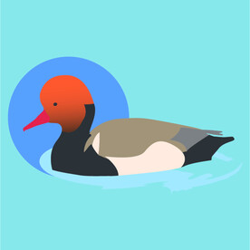 鸭子矢量素材插画