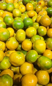 橘子 金桔 水果