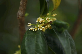 桂花茶