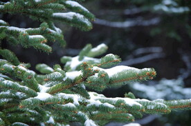 雪松