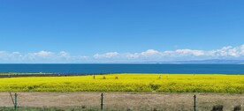 青海湖2油菜花