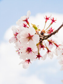桃花摄影