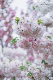 梅花 樱花