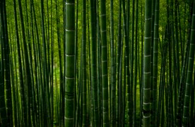 竹林