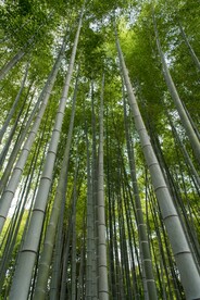 竹林