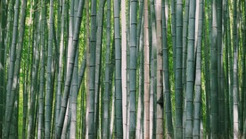 竹林