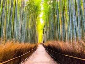 竹林