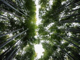 竹林