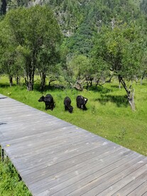 四姑娘山风景照