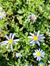 蓝色小花