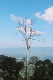 风景树
