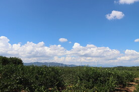 蓝天白云果园