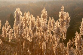 秋天芦苇草芦花