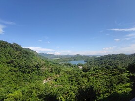 森林树林