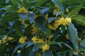 桂花