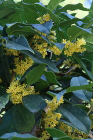 桂花 