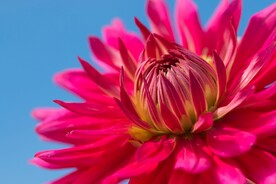 菊花特写