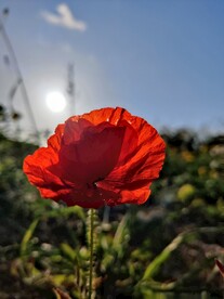 一朵鲜花