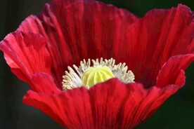 一朵鲜花
