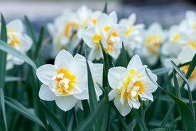 水仙花