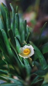 水仙花