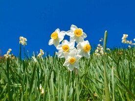 水仙花