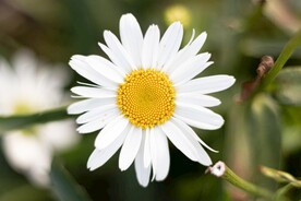 洋甘菊