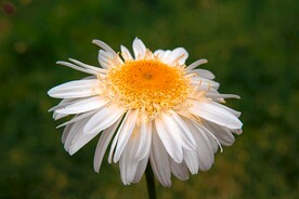 洋甘菊