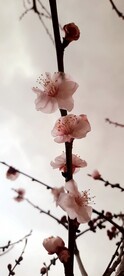 桃花树枝