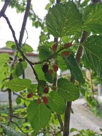 桑葚果