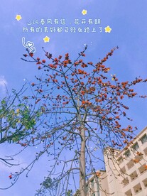 木棉花的春天