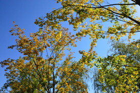 枫树彩叶 