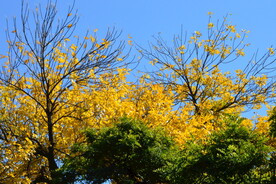白蜡树 