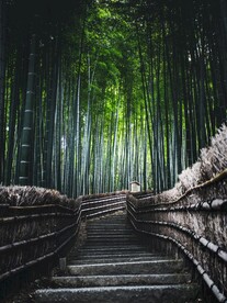 竹林小径摄影