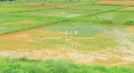 田园