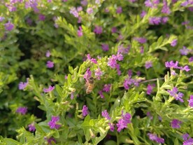 紫花满天星花丛里的小蜜蜂