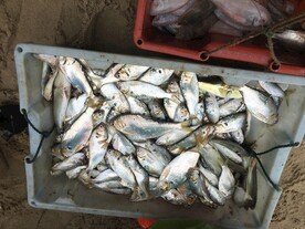 海鲜鱼