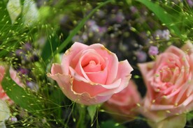 鲜花玫瑰