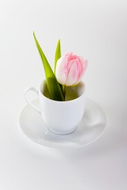 茶杯里的郁金香