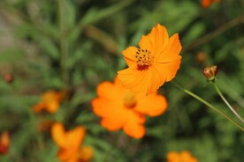 花特写