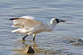 觅食的黑脸琵鹭